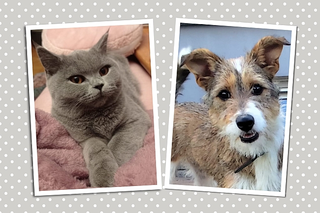 Katze und Hund Katze und Hund