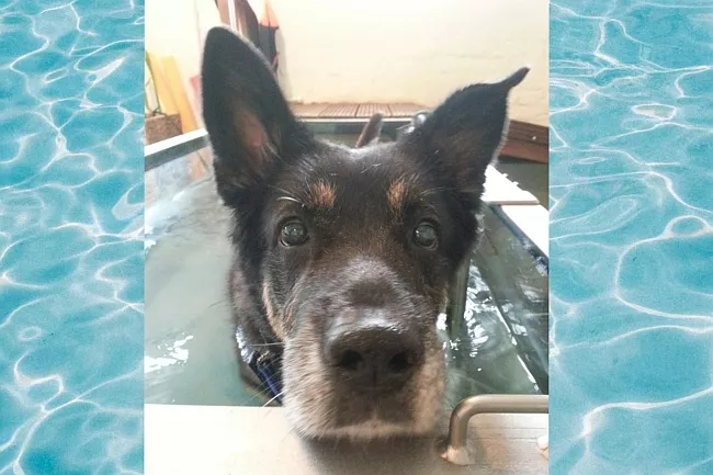 Hund auf Wasserlaufband Hund auf Wasserlaufband