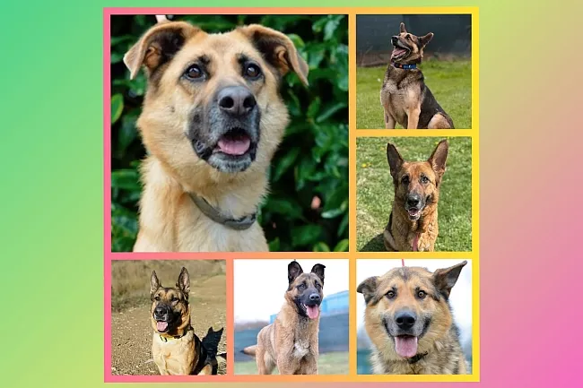 Schäferhund-Mischlinge