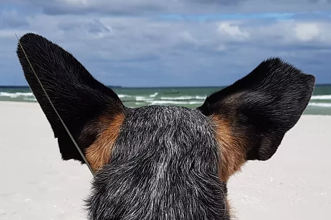 Hund mit Flugohren
