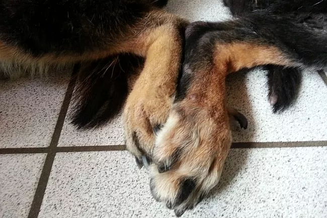 Zwei Pfoten