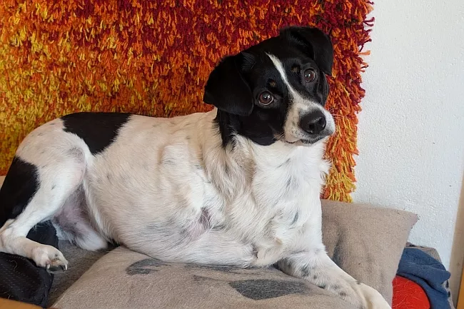 Dreibeiniger Hund Dreibeiniger Hund
