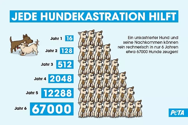 Vermehrungspyramide Hunde