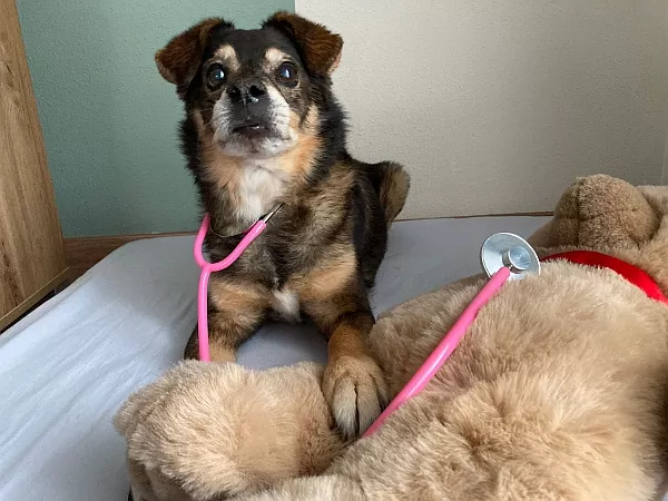 Kleiner Hund mit Stethoskop