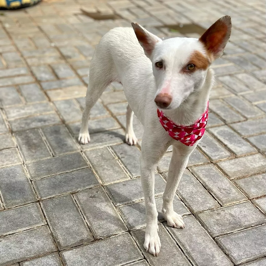 BLANCA