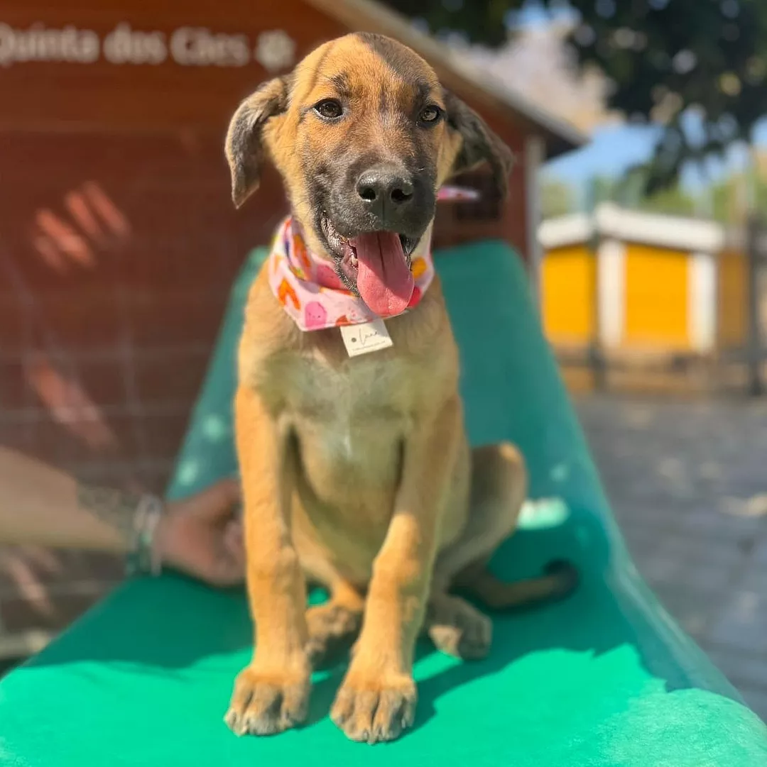 BOWIE