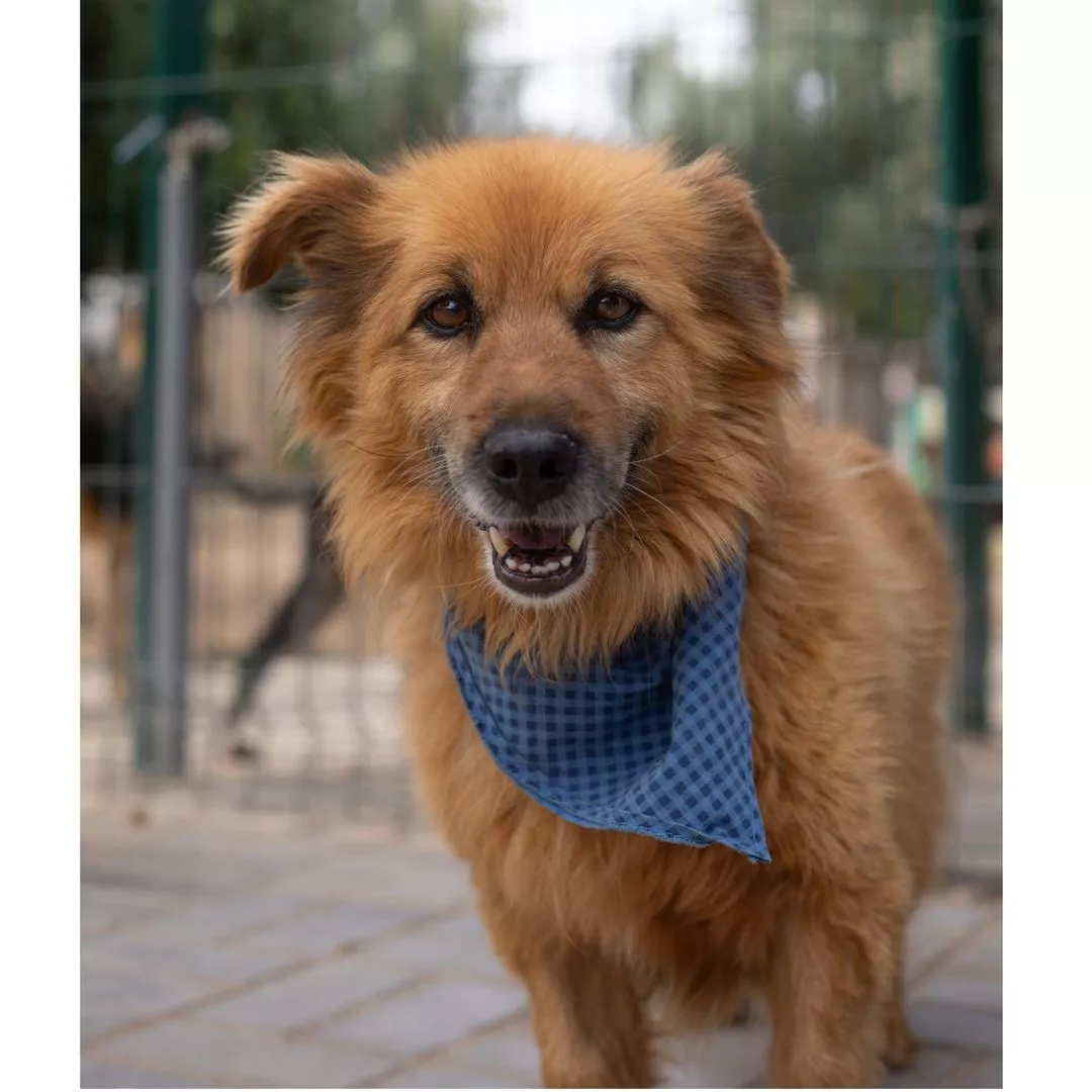 FOZZIE