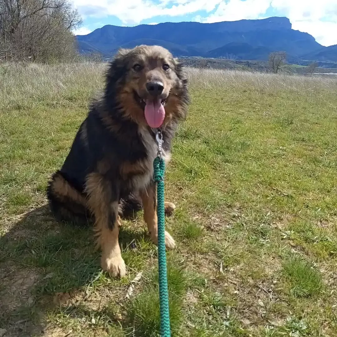 PEDRO