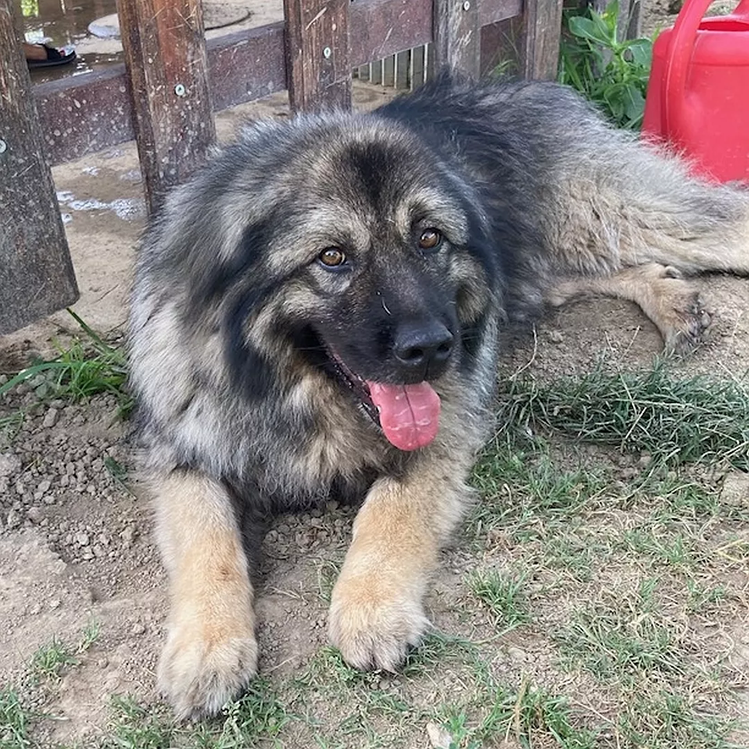 SAPA