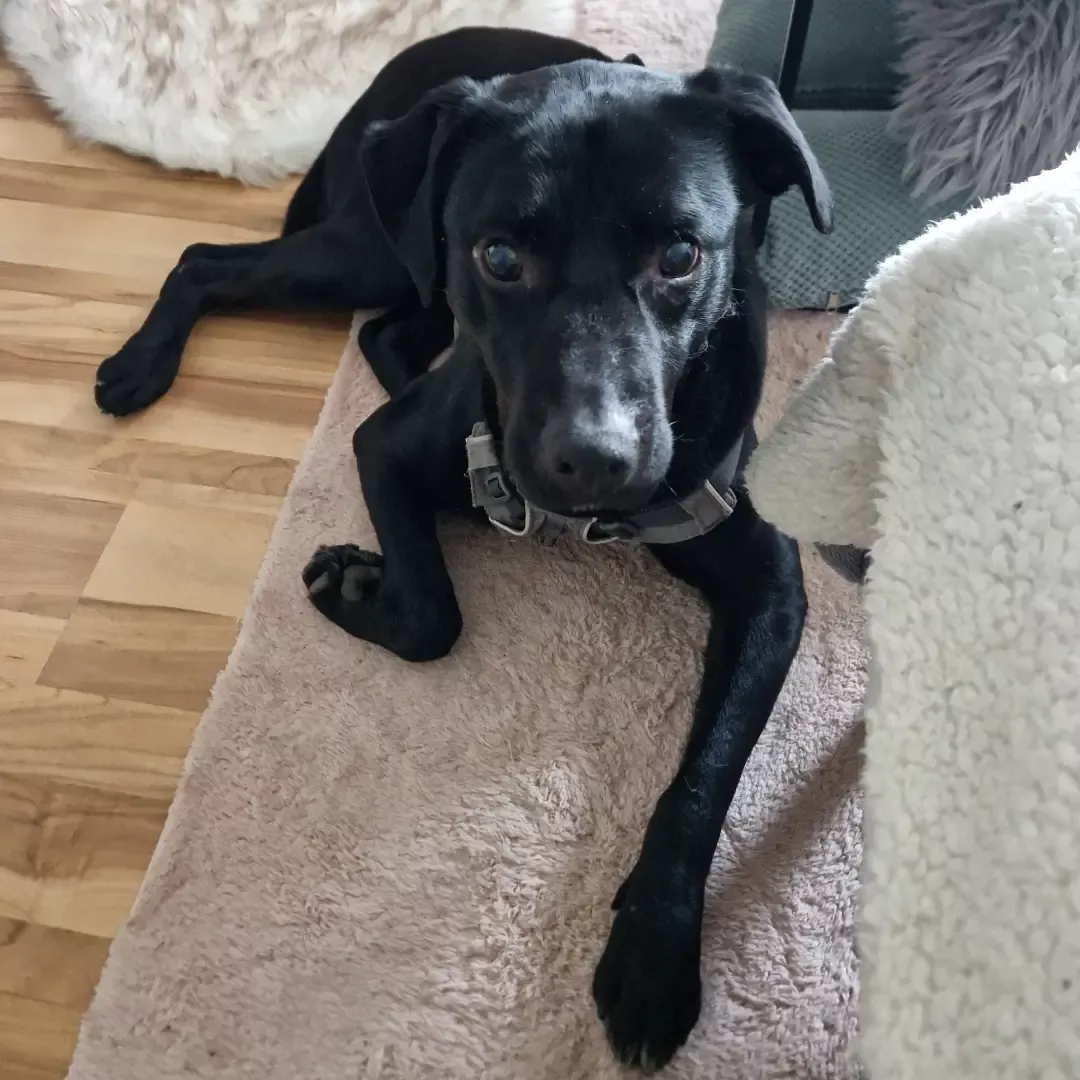 schwarzer blinder Hund liegend, schaut in die Kamera