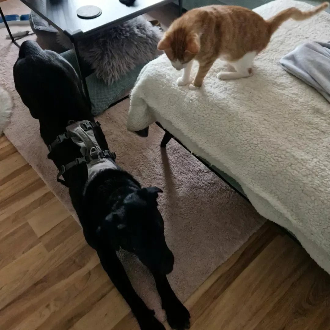 schwarzer Hund nach vorn gebeugt, Katze schaut vom Sofa aus zu