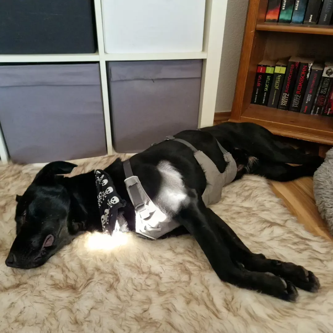 schwarzer Hund, schlafend