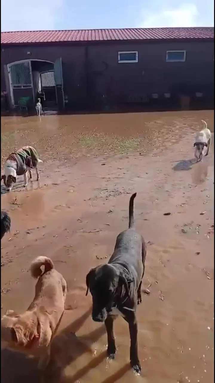Hunde in einem überfluteten Hof
