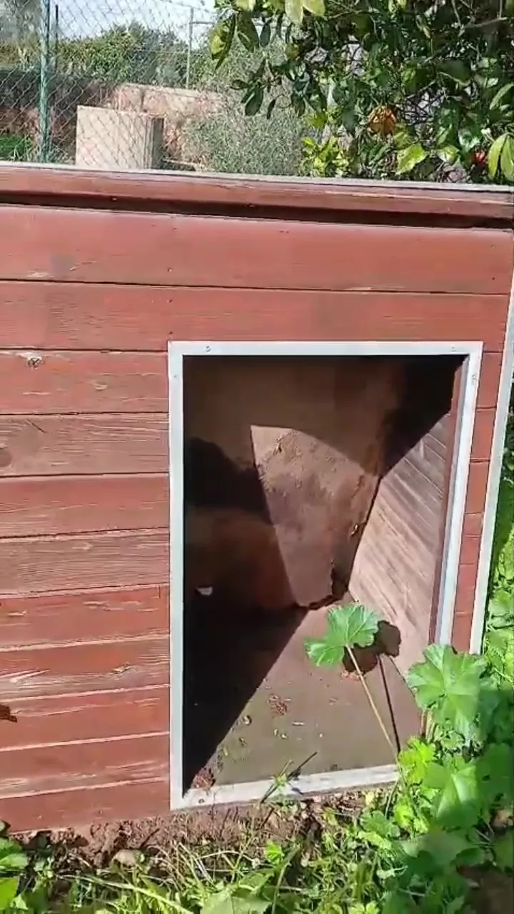 zerstörte Hundehütten nach Regen und Sturm