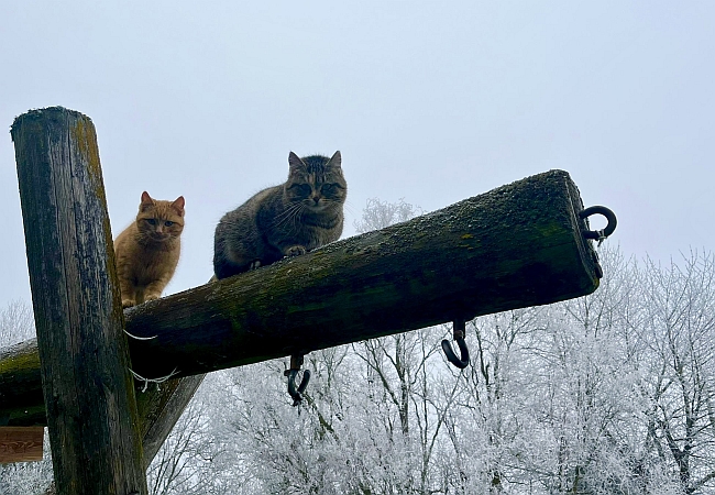 Zwei Katzen im Winter auf einem Klettergerüst