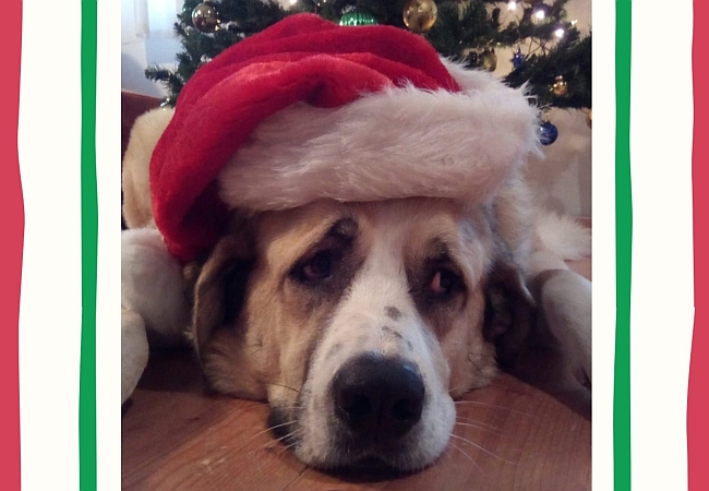 Hund mit Weihnachtsmütze