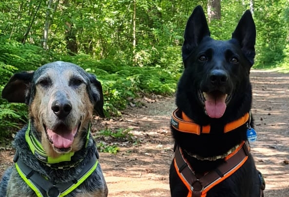 zwei Hunde sitzen auf dem Weg