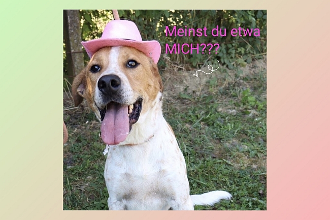 Hund mit Hut