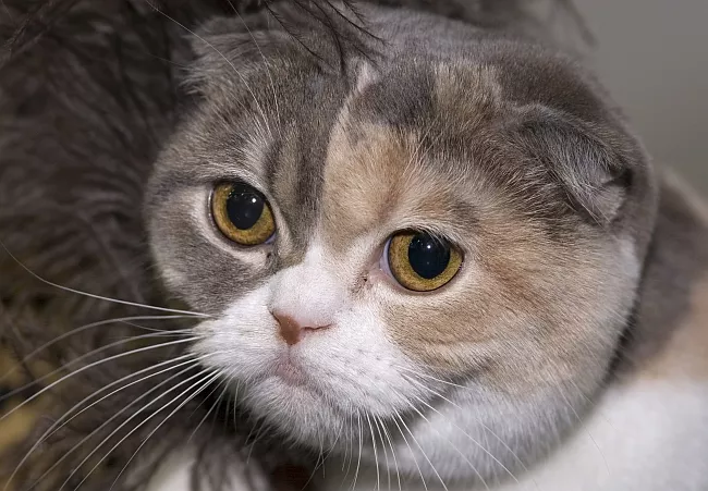 Scottish Fold (Faltohrkatze)