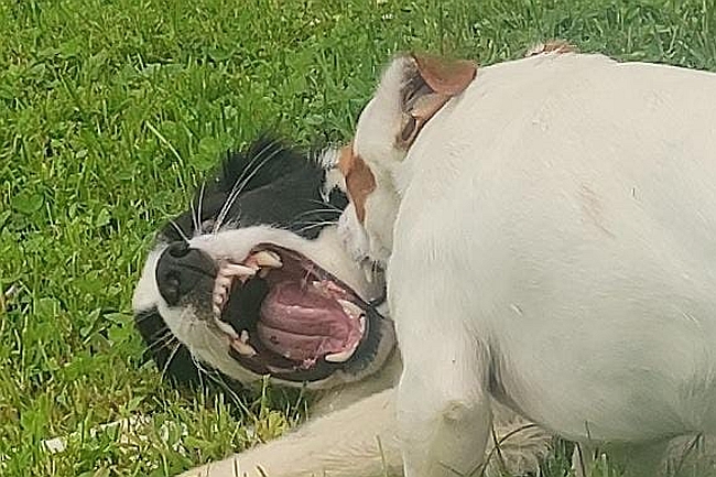 Spielende Hunde Spielende Hunde