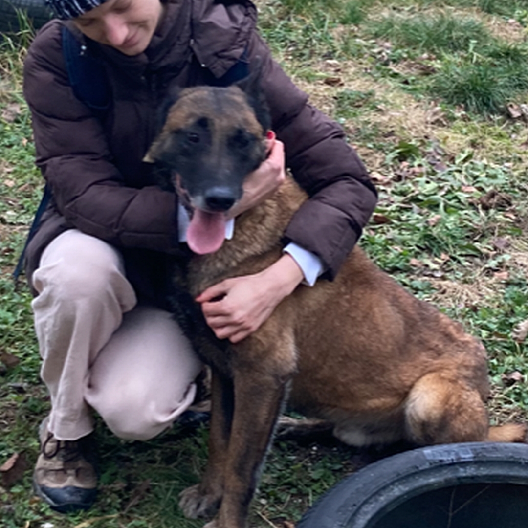 Malinoisrüde, eng an Person sitzend, Person legt linken Arm um ihn, Blick nach vorn unten