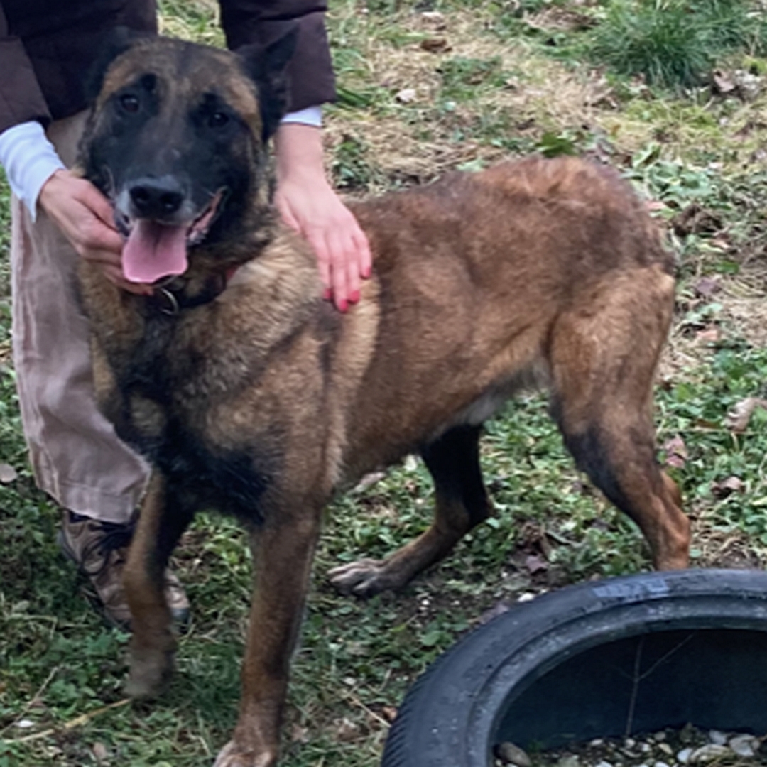 Malinoisrüde, eng an Person stehend, Person hat Hand auf seine Schulter gelegt, treuer Blick in die Kamera