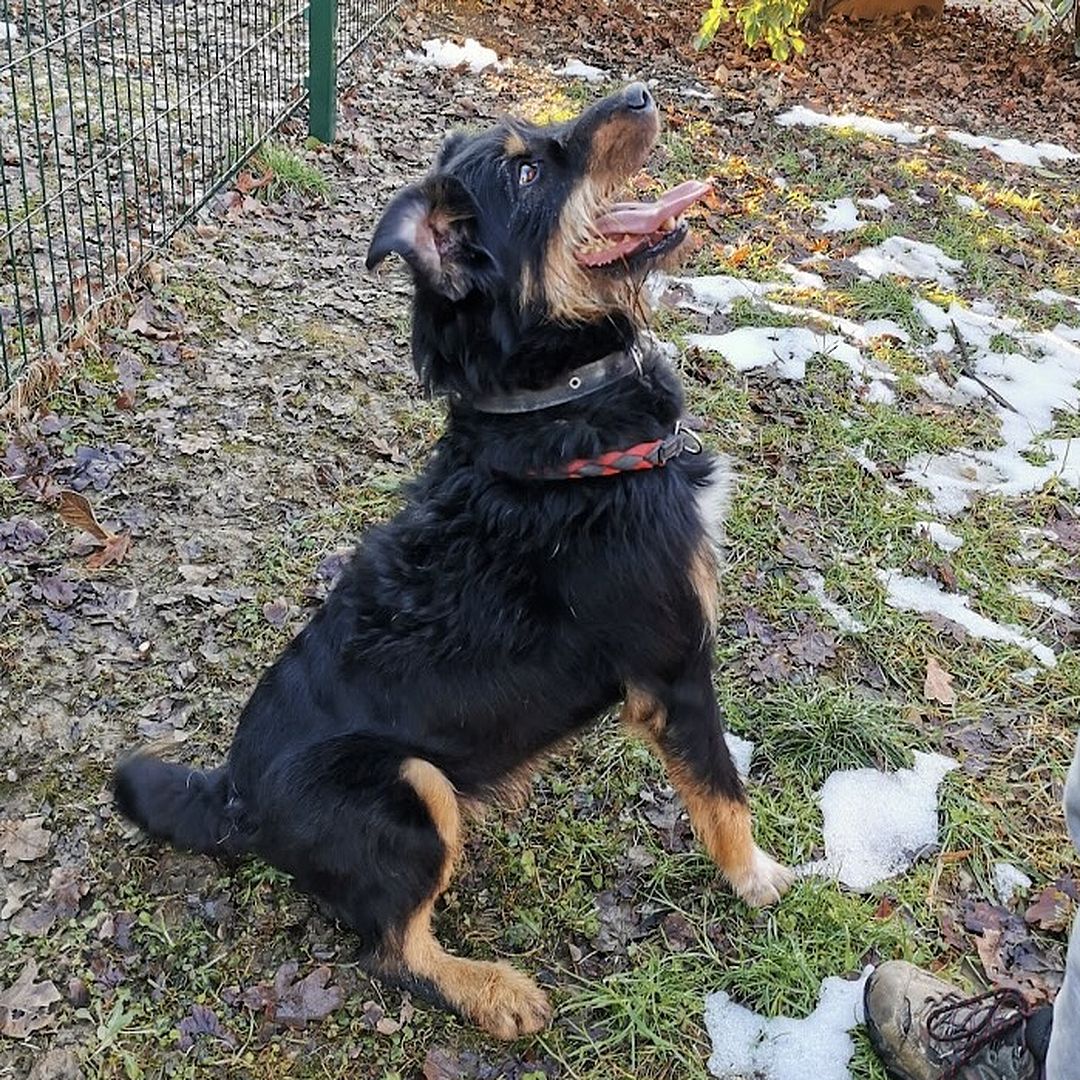 Campi im ansetzen zu einem Sprung