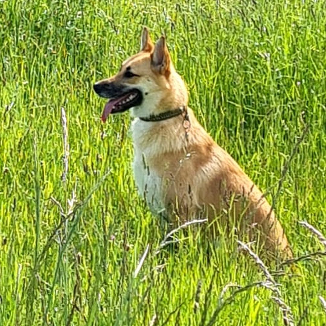 Volanta sitzt in der Wiese