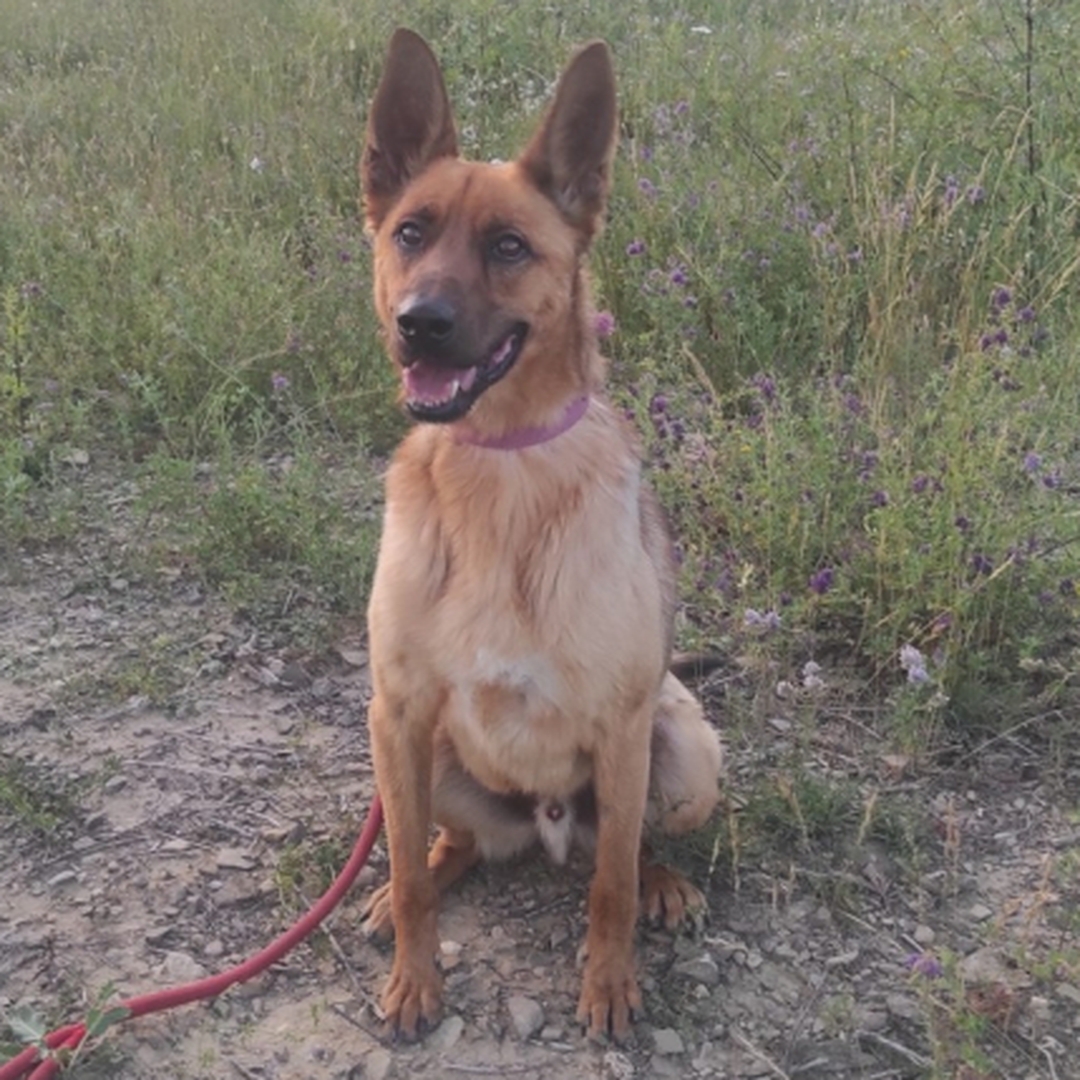 Malinoisrüde, sitzend, von vorn, Blick in Kamera