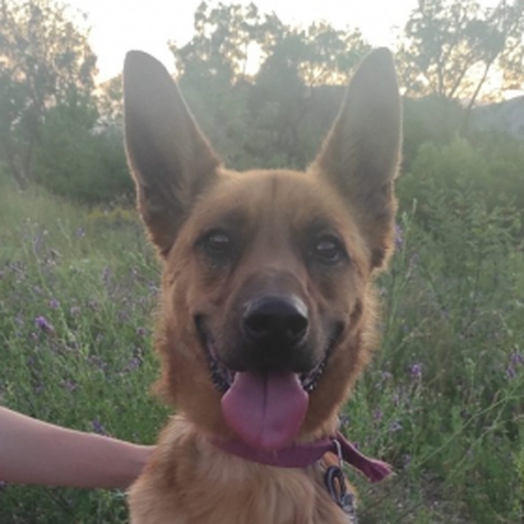 Malinoisrüde, Portrait, Blick in Kamera