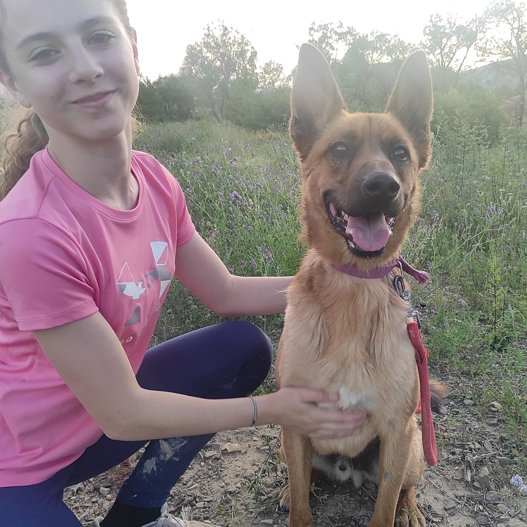 Malinoisrüde, neben Person sitzend, von vorn, Blick geradeaus