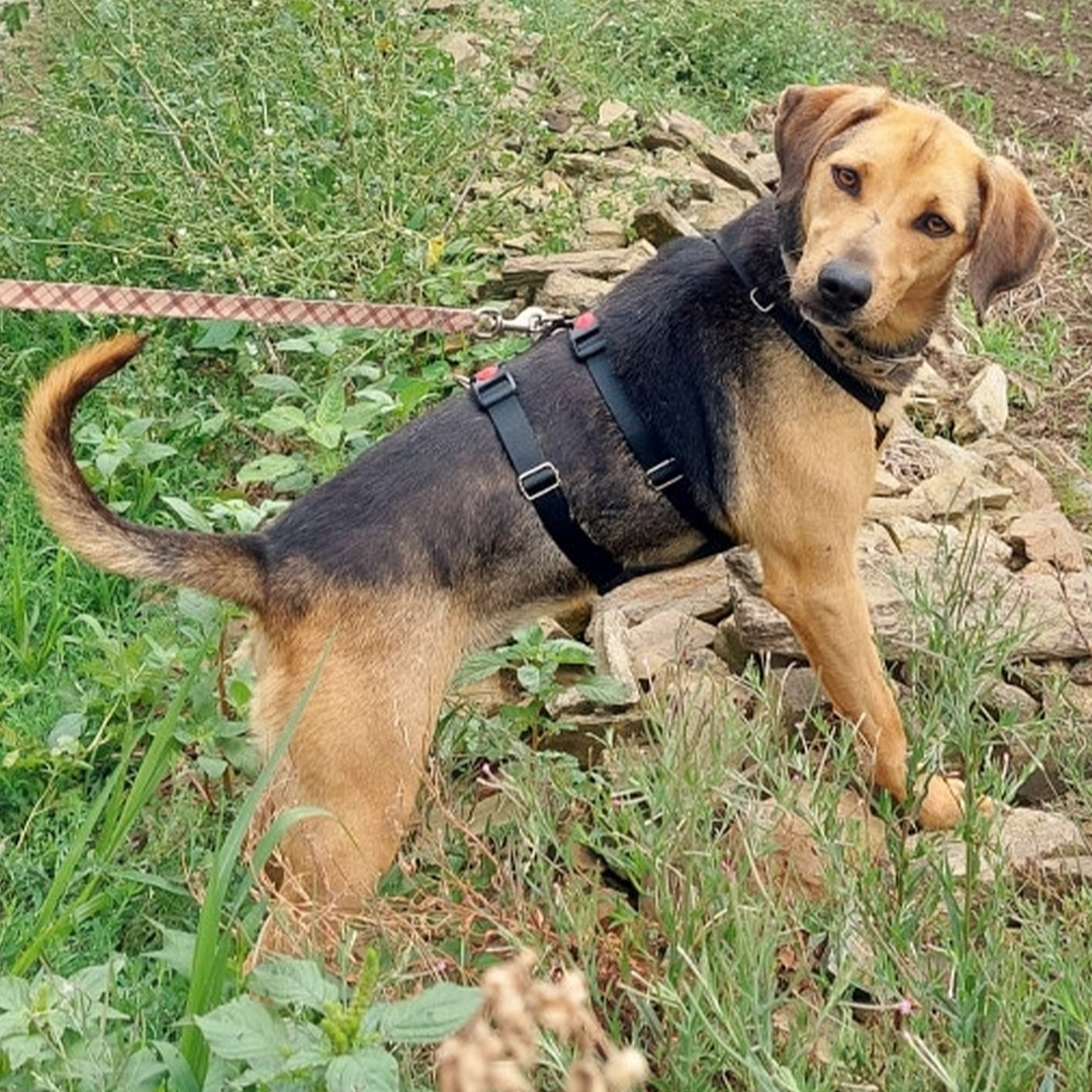 Brackenmixhündin Daisy stehend