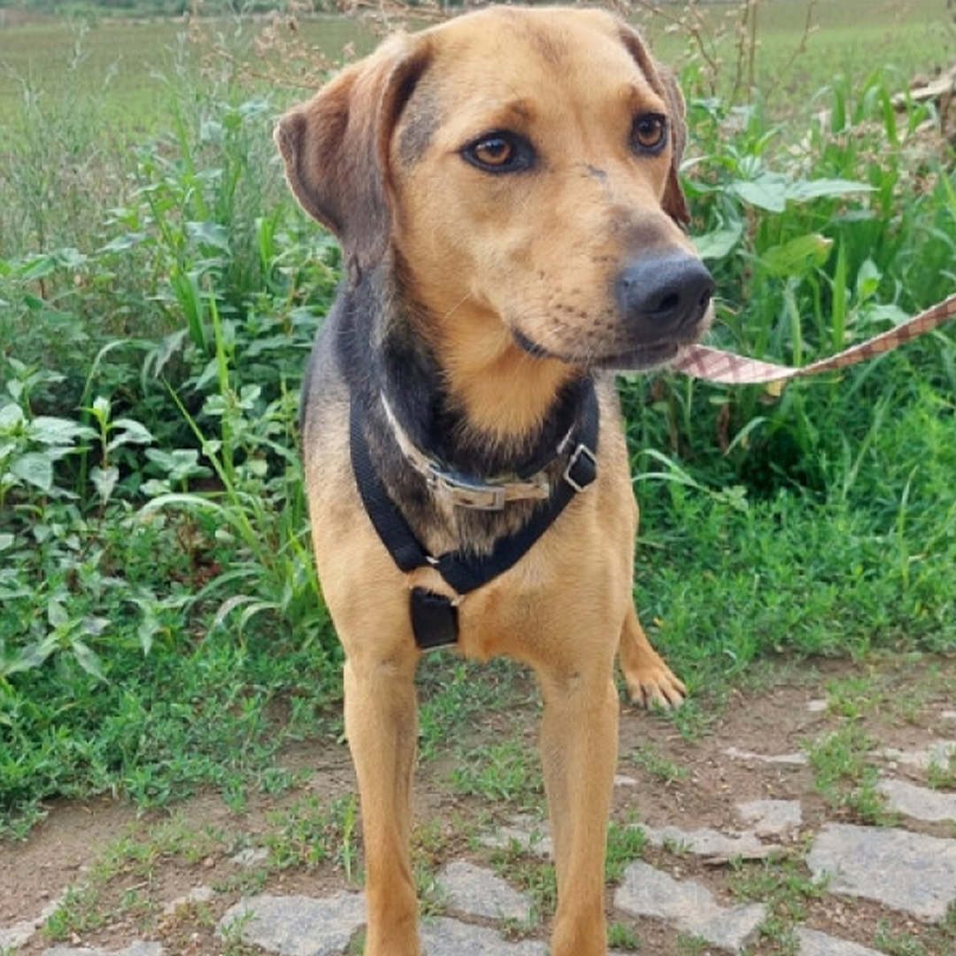 Brackenmixhündin Daisy stehend