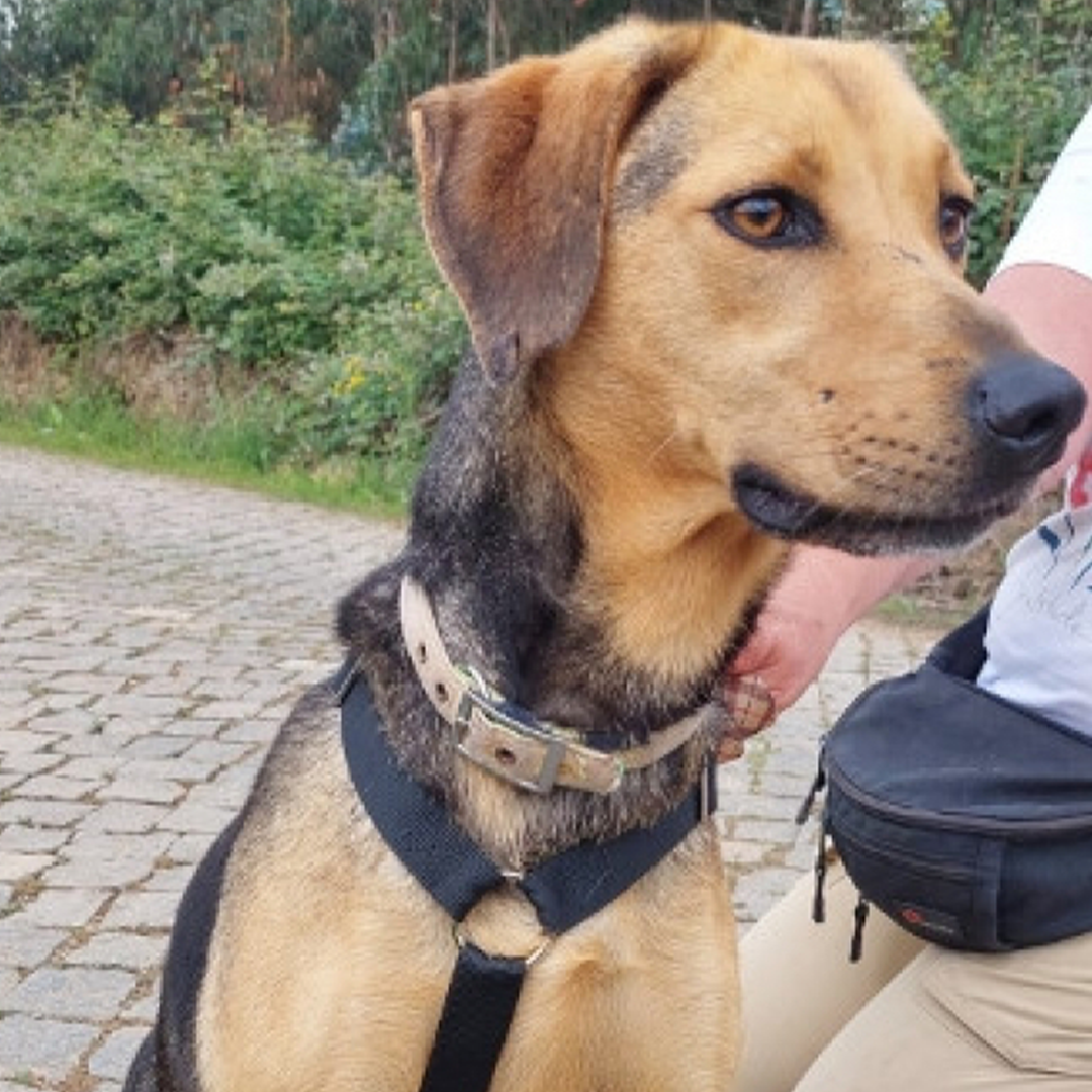 Brackenmixhündin Daisy sitzend
