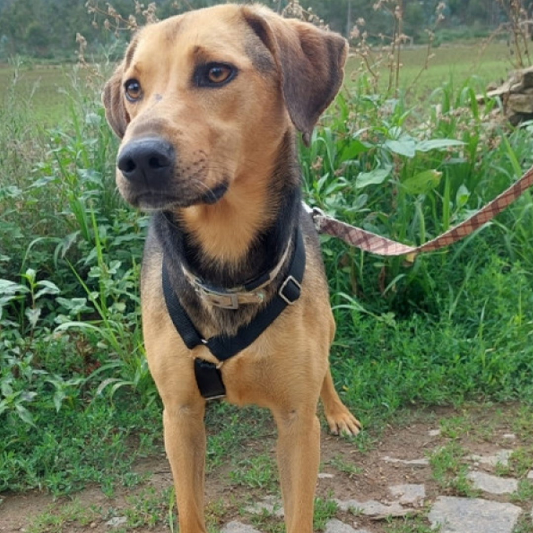 Brackenmixhündin Daisy stehend