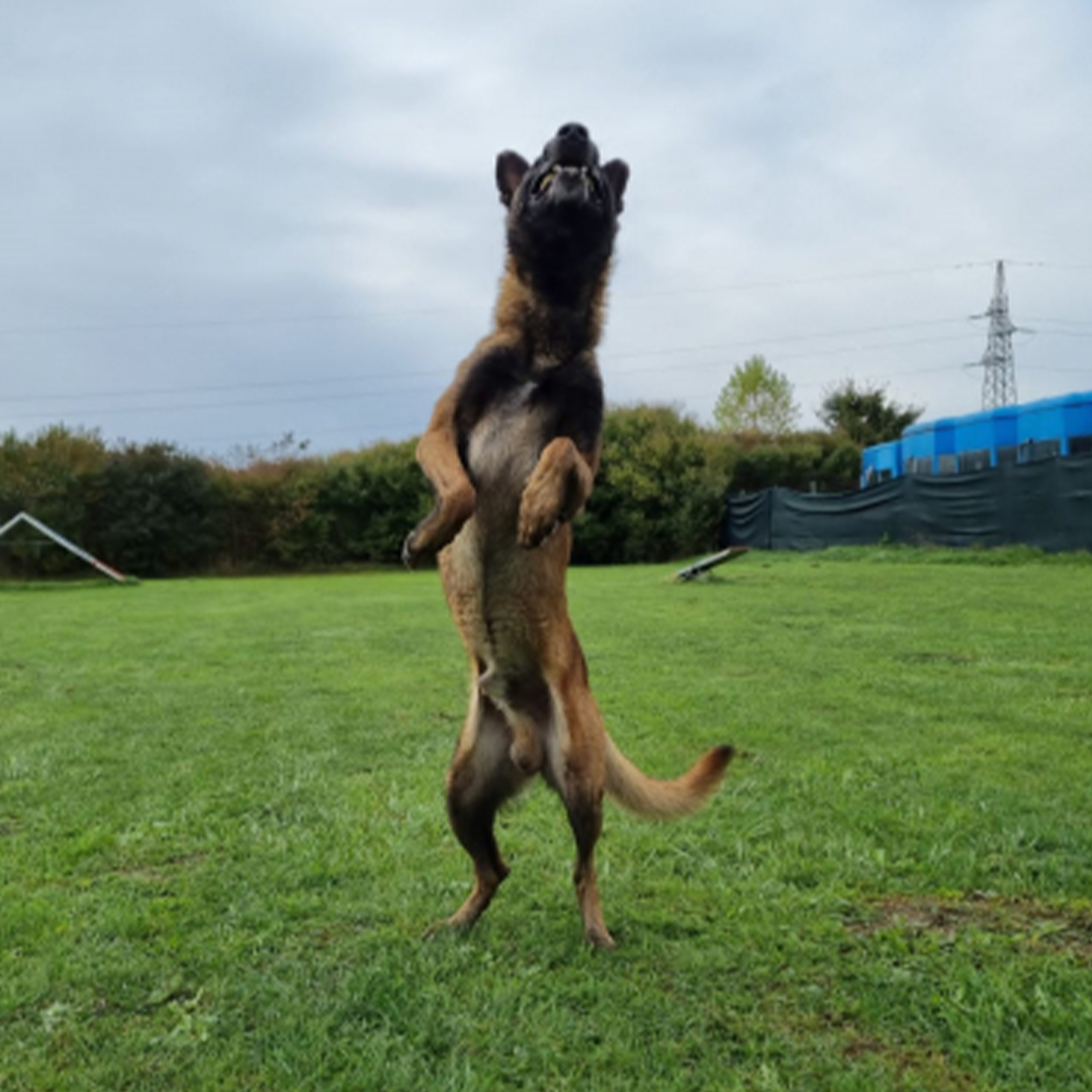 Malinoisrüde Max in die Luft springend mit anfliegendem Ball