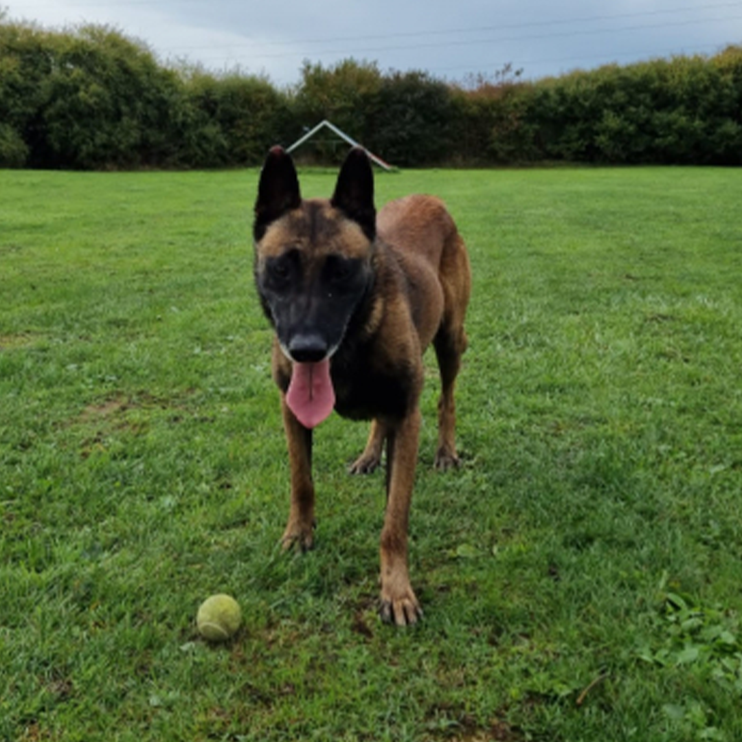 Malinoisrüde Max stehend mit Ball vor sich liegend