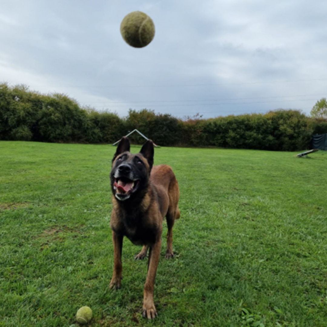 Malinoisrüde Max stehend mit anfliegendem Ball