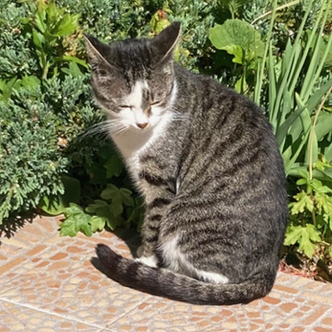 Grau-getigerte Katze, weiße Brust, weiße Pfoten, sitzend, rechte Seite, blickt nach links