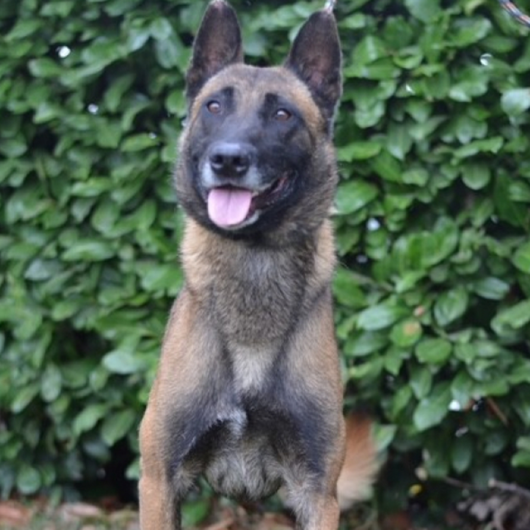 Malinoisrüde Max sitzend