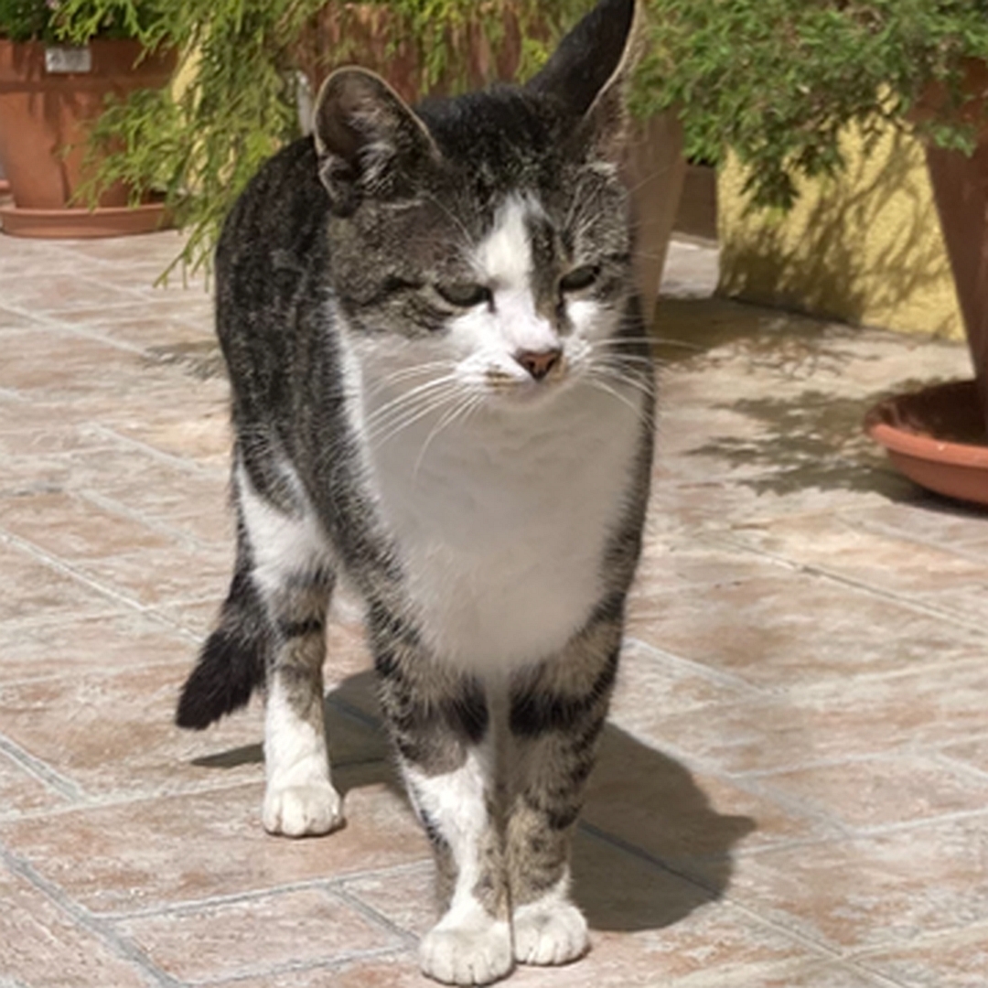 Grau-getigerte Katze, weiße Brust, weiße Pfoten, stehend, von vorn