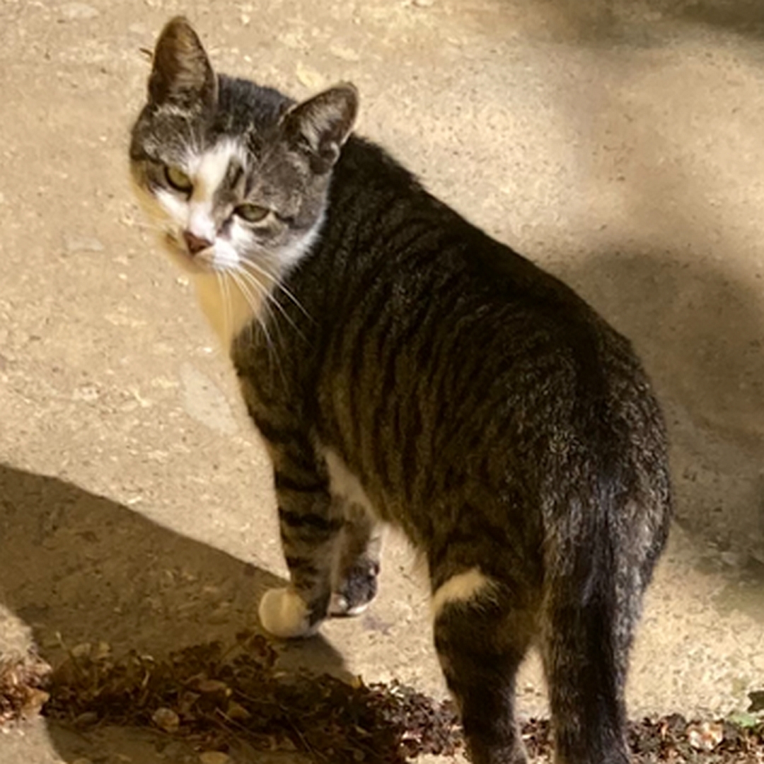 Grau-getigerte Katze, weiße Brust, weiße Pfoten, stehend, von hinten oben, blickt zurück