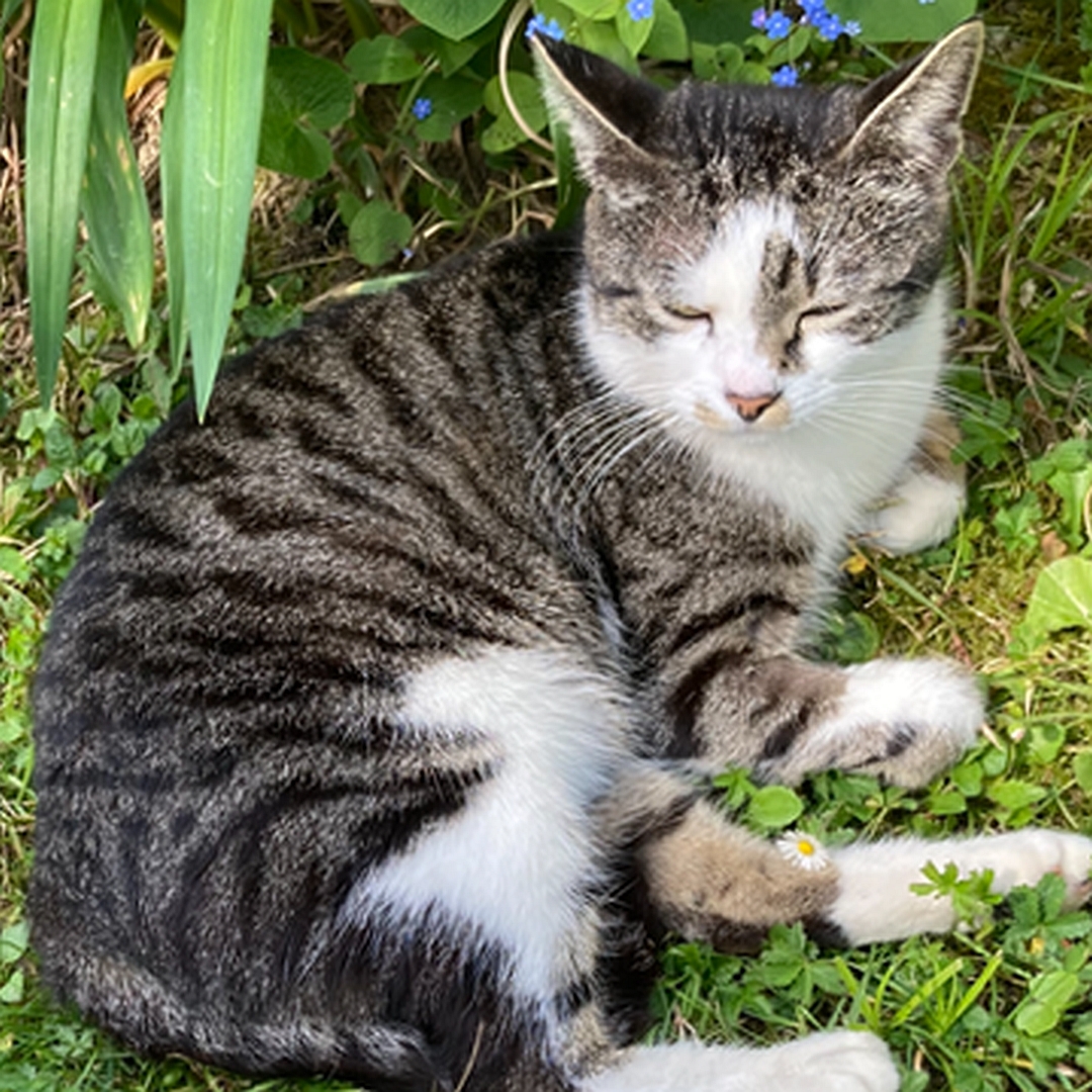 Grau-getigerte Katze, weiße Brust, weiße Pfoten, liegend, rechte Seite, Kopf aufrecht