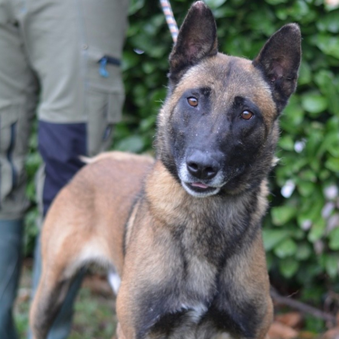 Malinoisrüde Max stehend mit Blick in die Kamera