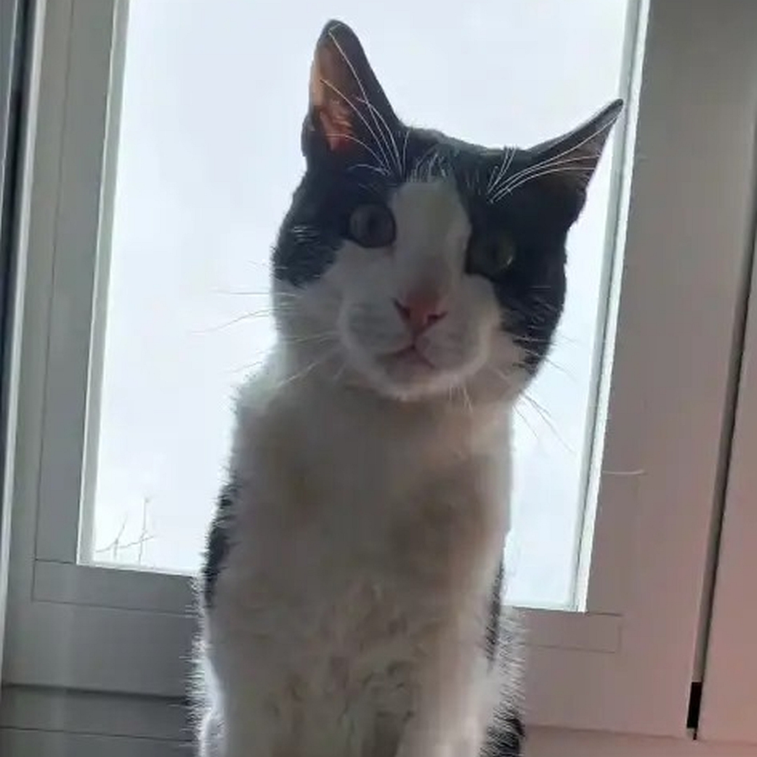 Schwarz-weißer Kater, sitzend, von vorn, Blick in Kamera