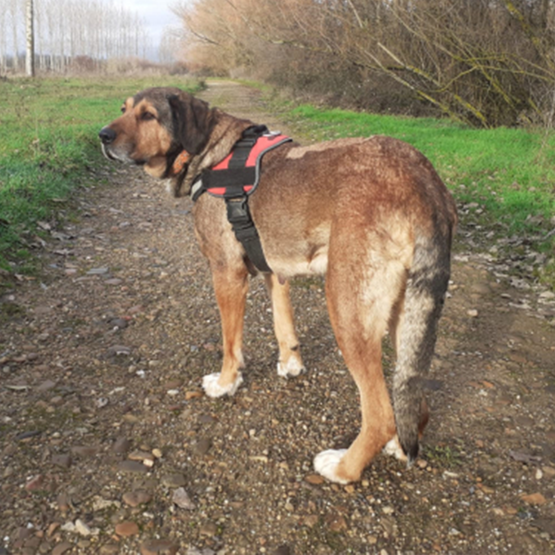 Luna beim Spaziergang von hinten