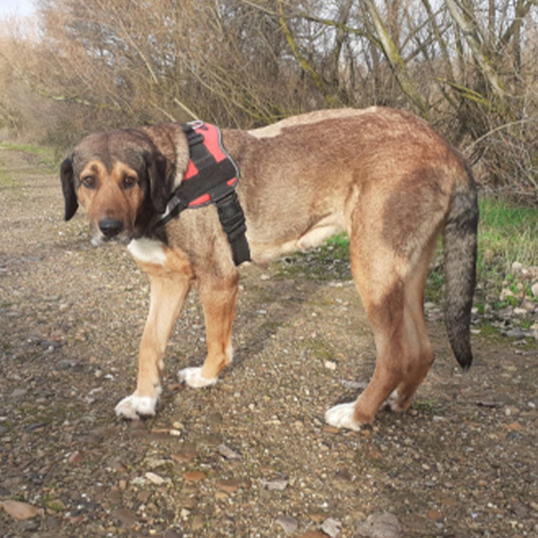 Luna beim Spaziergang von der Seite