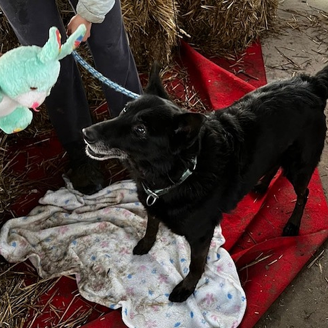 Schwarzer Rüde, stehend, eher linke Seite, Blick nach oben zu einem Hundespielzeug