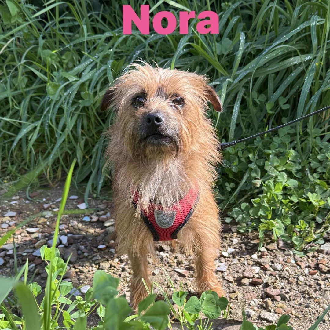 NORA steht am Weg