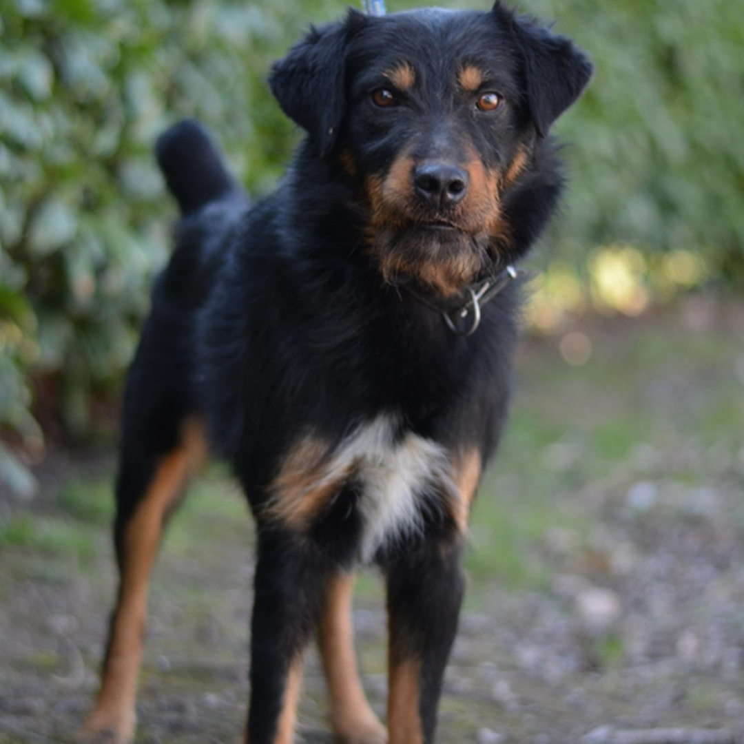 Terriermischling Campi stehend